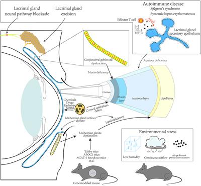 research on dry eye syndrome